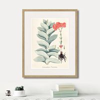 картина: fragmenta botanica №4, 1809г. в Калининграде