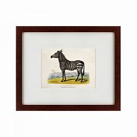 картина: a zebra, 1830 в Калининграде