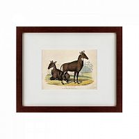 картина: two nilgais, 1830 в Калининграде
