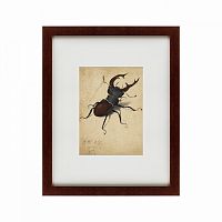 картина: stag beetle, 1505 в Калининграде