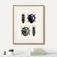 картина: assorted beetles №1, 1735г. в Калининграде