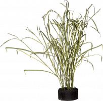 декор reeds and leaves в Калининграде