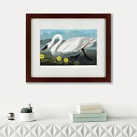 картина: common american swan, 1838 в Калининграде