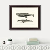 картина: humpback whale (megaptera versabilis), 1859 в Калининграде