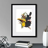 картина: toucans №1, 1849г. в Калининграде