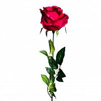 роза бордовая 71 см (24) в Калининграде
