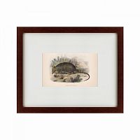 картина: armadillo, 1860 в Калининграде