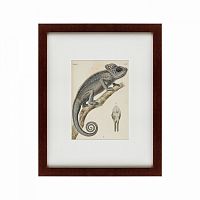 картина: chameleon, 1706 в Калининграде