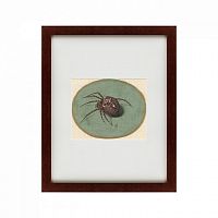 картина: spider, 1690 в Калининграде