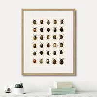 картина: assorted beetles №2, 1735г. в Калининграде