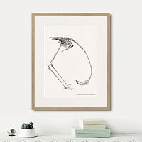 картина: phanicopterus ruber, 1867г. в Калининграде