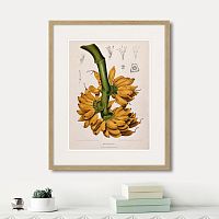 картина: exotic plants of the world №9, 1815г. в Калининграде