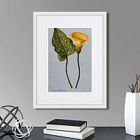 картина: yellow arum lily, 1899г. в Калининграде