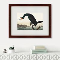 картина: florida cormorant, 1835 в Калининграде
