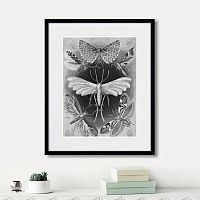 картина: art forms of nature №4, 1897г. в Калининграде