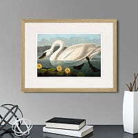 картина: common american swan (white), 1838г. в Калининграде