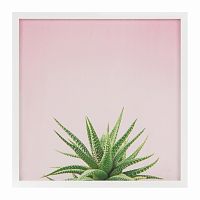 постер aloe разноцветный в Калининграде