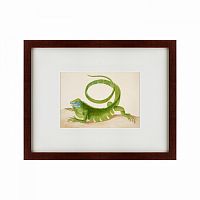картина: green iguana, 1701 в Калининграде