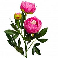 пион розовый 64 см (24) в Калининграде