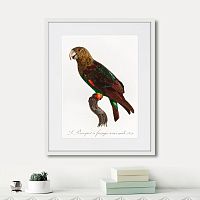 картина: beautiful parrots №3, 1872г. в Калининграде