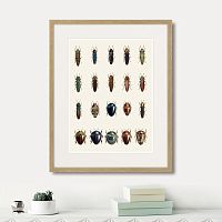 картина: assorted beetles №3, 1735г. в Калининграде