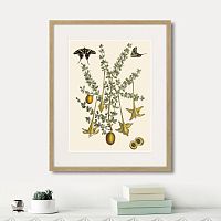 картина: juicy fruit lithography №1, 1870г. в Калининграде