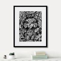 картина: art forms of nature №2, 1897г. в Калининграде