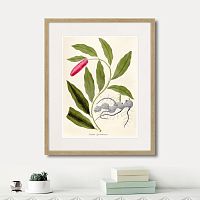 картина: fragmenta botanica №11, 1809г. в Калининграде