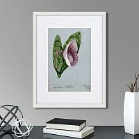 картина: a lady's slipper orchid (cypripedium bellatulum), 1899г. в Калининграде