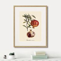 картина: juicy fruit lithography №7, 1870г. в Калининграде