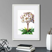 картина: caribian flora plumeria, 1740г. в Калининграде