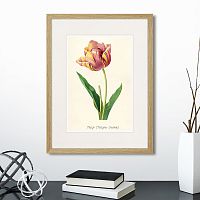картина: botany illustration №3, 1836г. в Калининграде