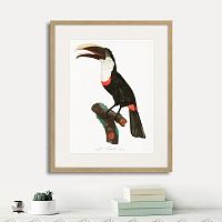 картина: beautiful toucans №2, 1806г. в Калининграде