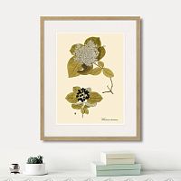 картина: viburnum lantana, 1740г. в Калининграде