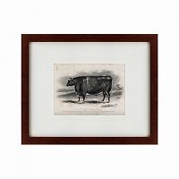 картина: a short horned steer, 1849 в Калининграде