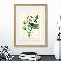 картина: botany illustration №4, 1836г. в Калининграде