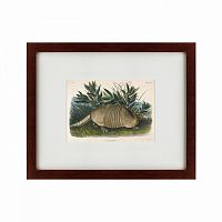 картина: armadillo (dasypus peba), 1848 в Калининграде