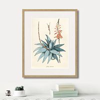 картина: fragmenta botanica №7, 1809г. в Калининграде