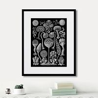 картина: art forms of nature №3, 1897г. в Калининграде