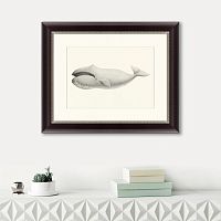 картина: bowhead whale (balaena mysticetus), 1856 в Калининграде