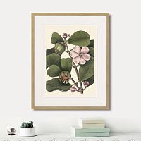 картина: balsam tree with pink flower, 1741г. в Калининграде