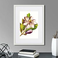 картина: caribian flora purple magnolia, 1740г. в Калининграде