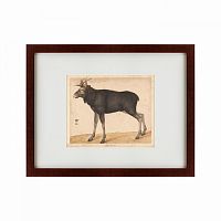 картина: moose, 1560 в Калининграде