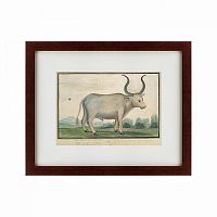 картина: cape ox, 1778 в Калининграде