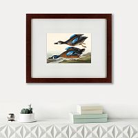 картина: blue-winged teal, 1836 в Калининграде