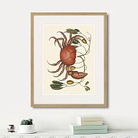 картина: land crab and tapia branch, 1742г. в Калининграде