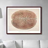картина: leaf of a gigantic water lily, 1870г. в Калининграде