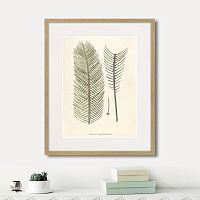 картина: fragmenta botanica №9, 1809г. в Калининграде