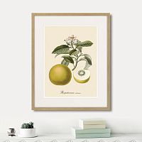 картина: juicy fruit lithography №10, 1870г. в Калининграде