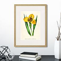 картина: botany illustration №14, 1836г. в Калининграде